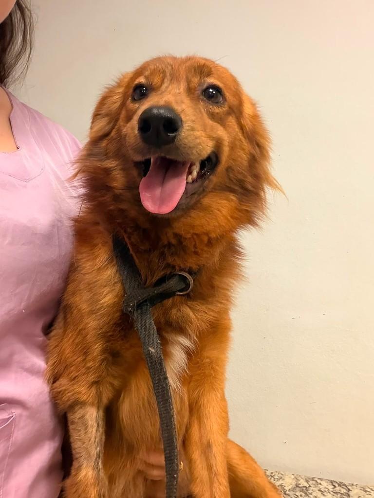 Rick, cachorro de porte pequeno para adoção em Campinas - SP