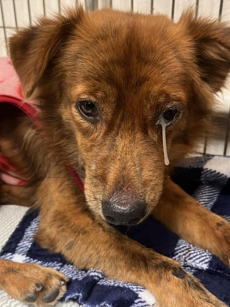 Rick, cachorro de porte pequeno para adoção em Campinas - SP — foto 2 de 10