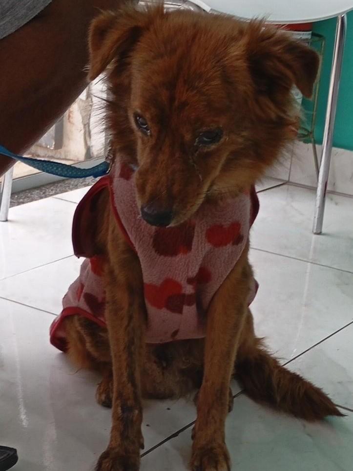 Rick, cachorro de porte pequeno para adoção em Campinas - SP — foto 3 de 10