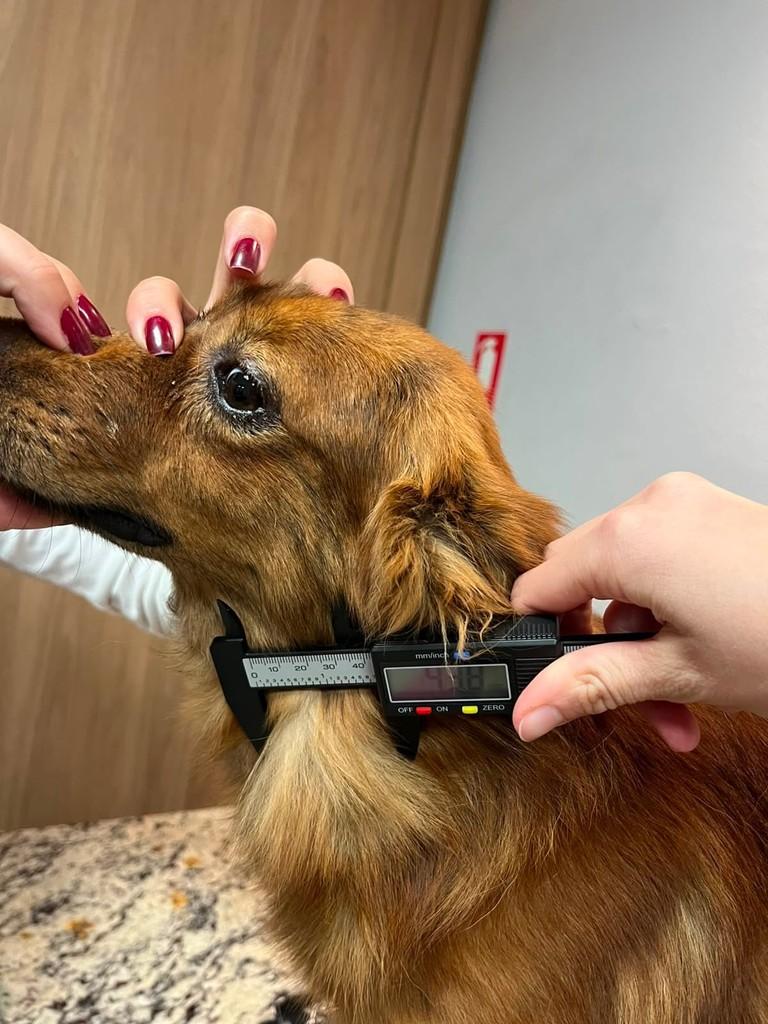 Rick, cachorro de porte pequeno para adoção em Campinas - SP — foto 4 de 10