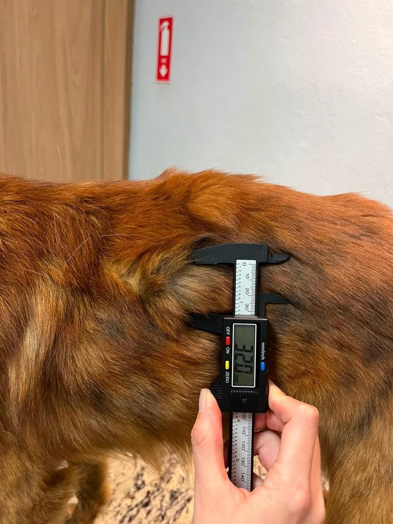 Rick, cachorro de porte pequeno para adoção em Campinas - SP — foto 5 de 10