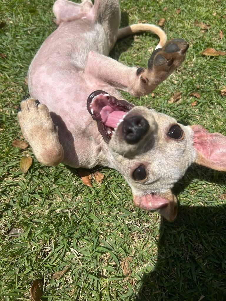 Formiga, cachorro de porte pequeno para adoção em Campinas - SP
