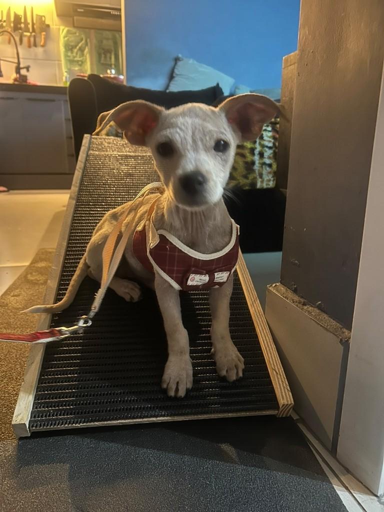 Formiga, cachorro de porte pequeno para adoção em Campinas - SP — foto 2 de 5