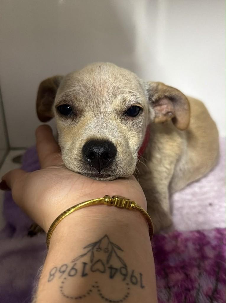 Formiga, cachorro de porte pequeno para adoção em Campinas - SP — foto 3 de 5