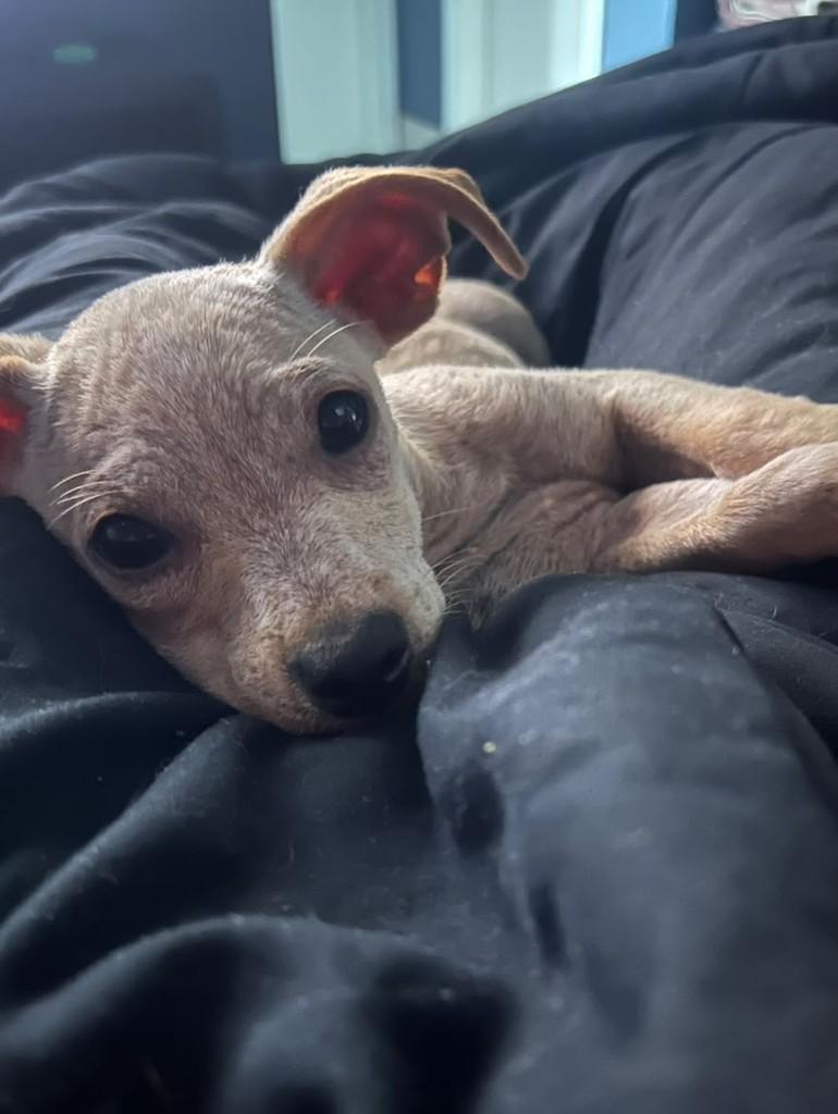 Formiga, cachorro de porte pequeno para adoção em Campinas - SP — foto 4 de 5