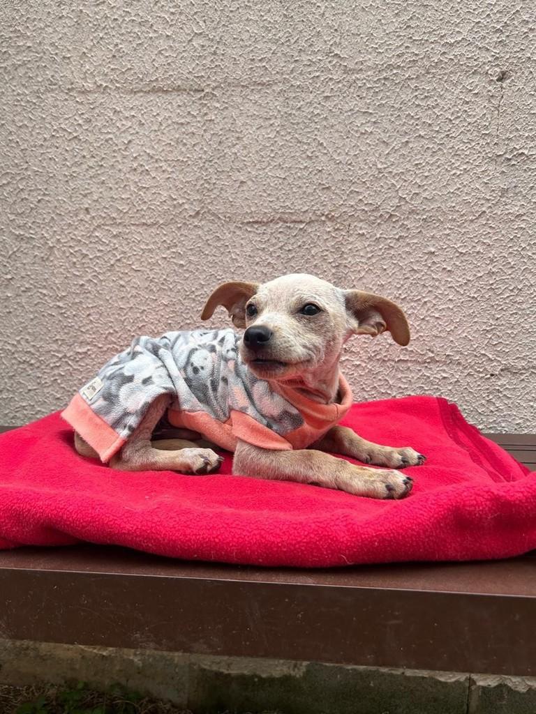 Formiga, cachorro de porte pequeno para adoção em Campinas - SP — foto 5 de 5