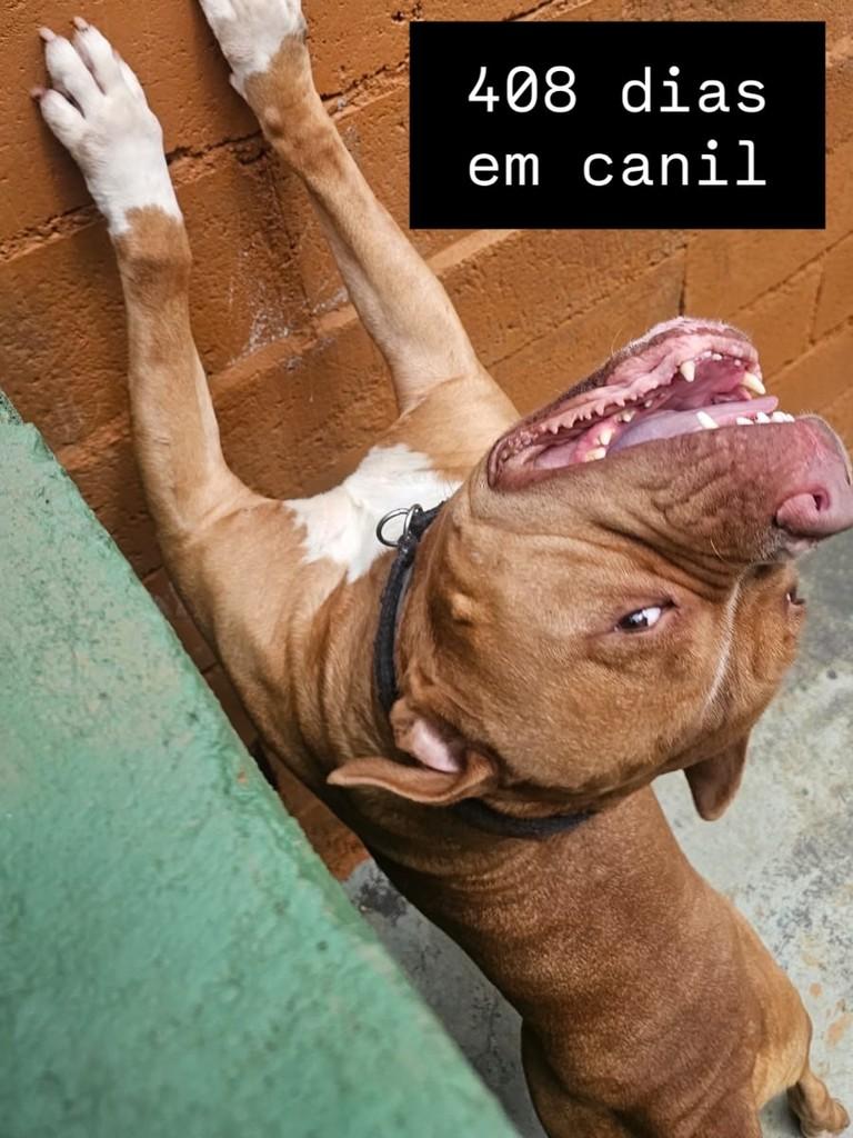 Bradock, cachorro de porte médio para adoção em Campinas - SP