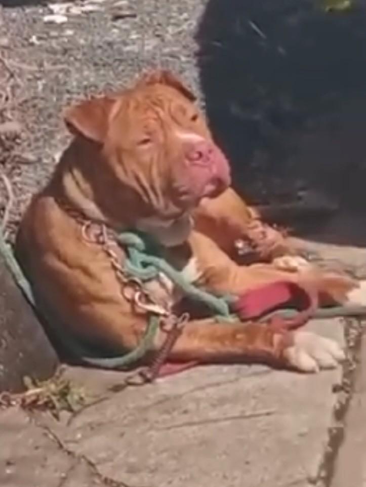 Bradock, cachorro de porte médio para adoção em Campinas - SP — foto 2 de 12