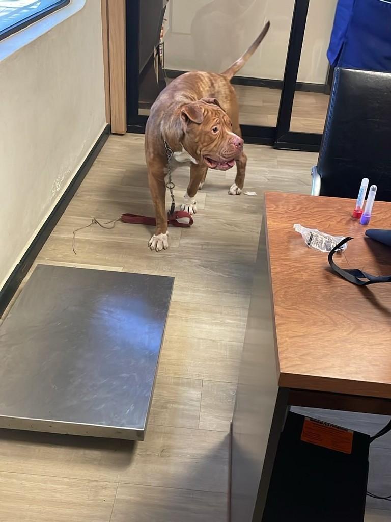 Bradock, cachorro de porte médio para adoção em Campinas - SP — foto 3 de 12