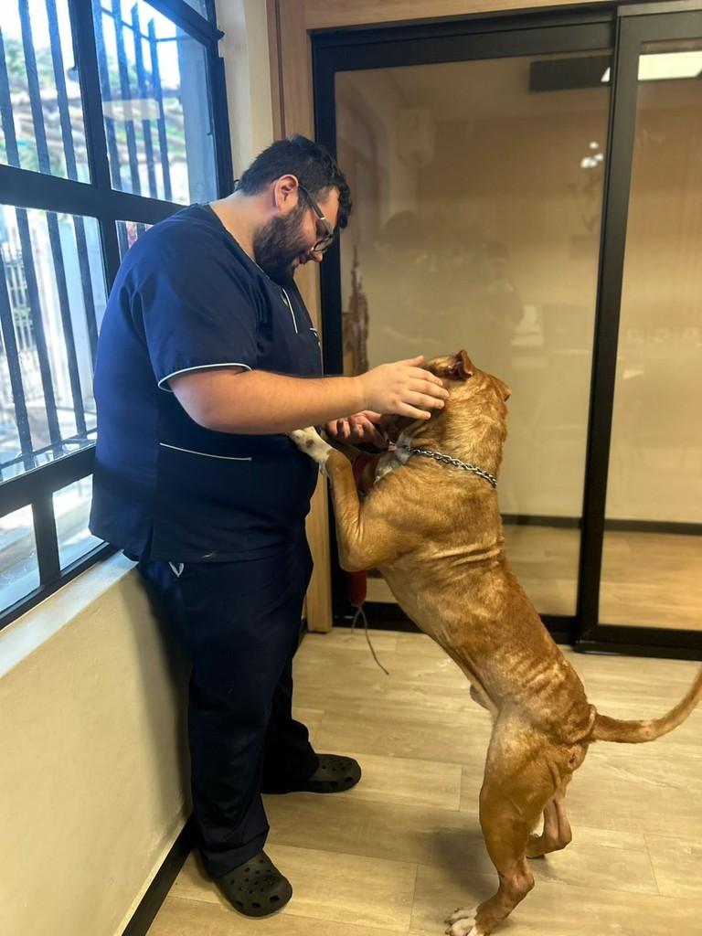 Bradock, cachorro de porte médio para adoção em Campinas - SP — foto 4 de 12