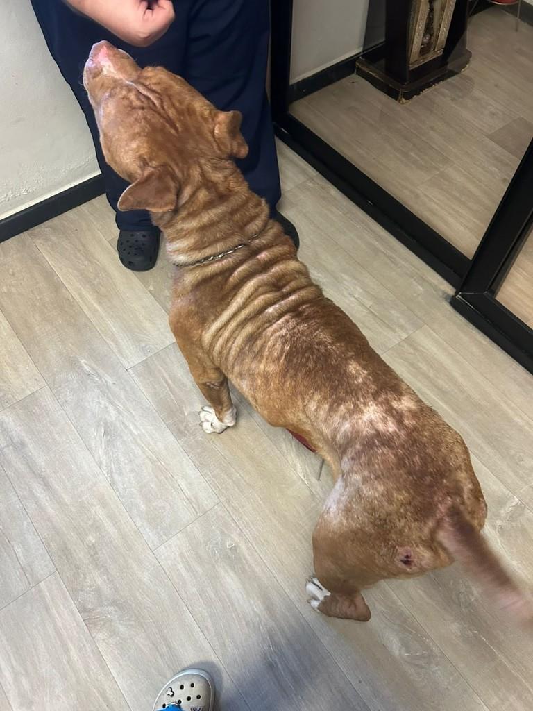 Bradock, cachorro de porte médio para adoção em Campinas - SP — foto 5 de 12