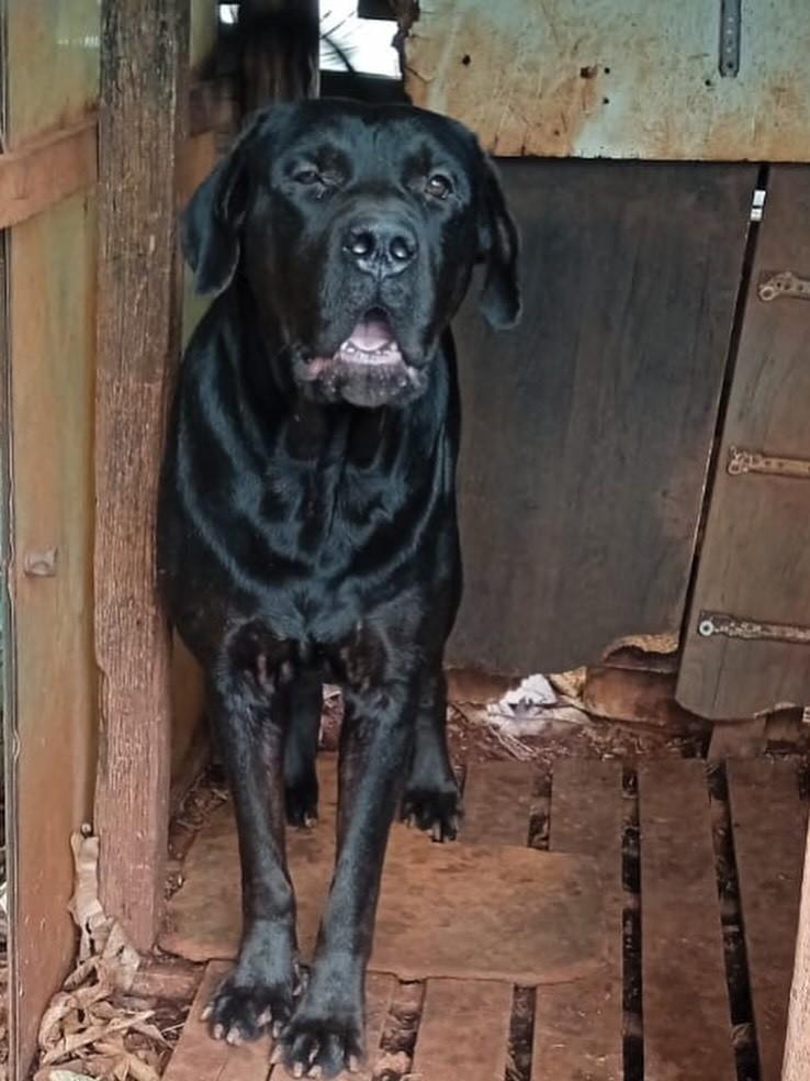 Faísca, cachorro de porte grande para adoção em Campinas - SP