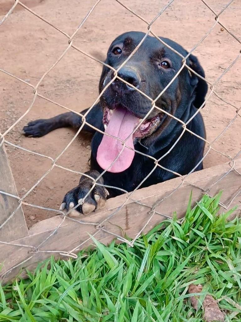 Faísca, cachorro de porte grande para adoção em Campinas - SP — foto 2 de 3
