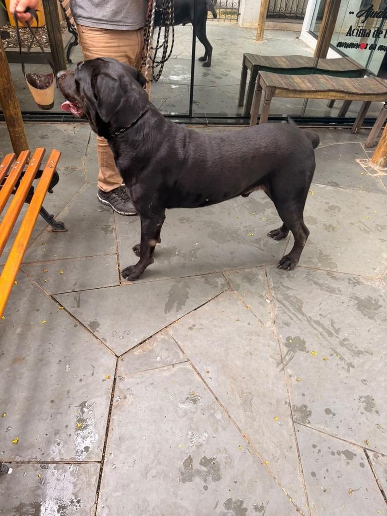 Faísca, cachorro de porte grande para adoção em Campinas - SP — foto 3 de 3