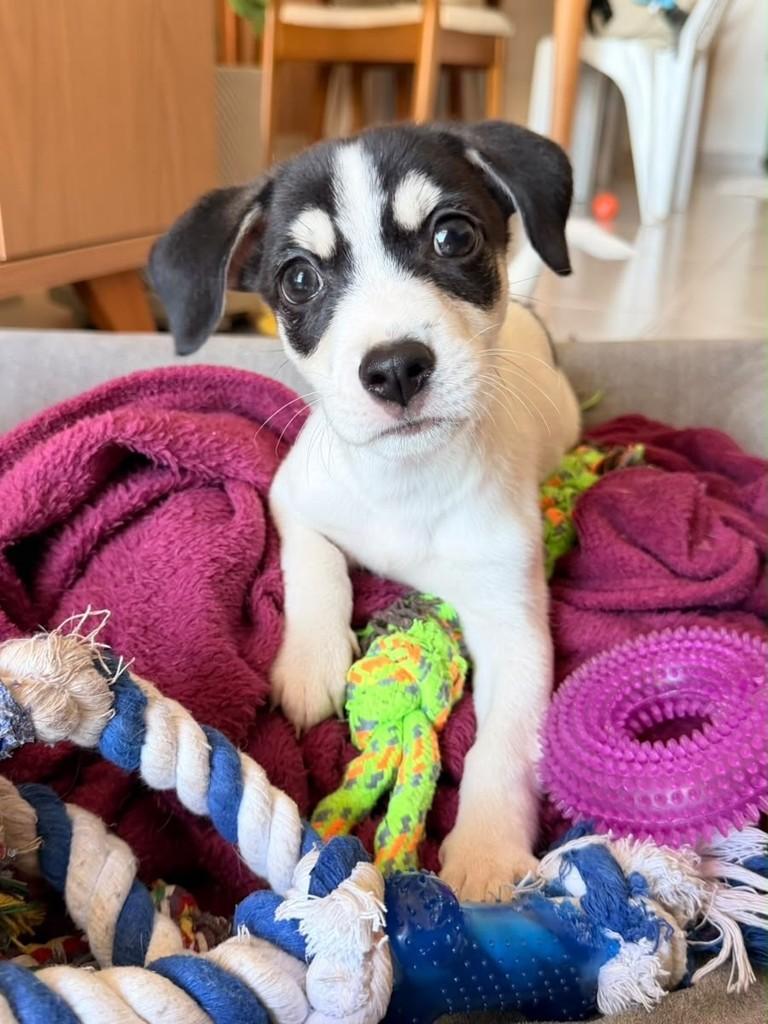 Breno, cachorro de porte médio para adoção em Campinas - SP