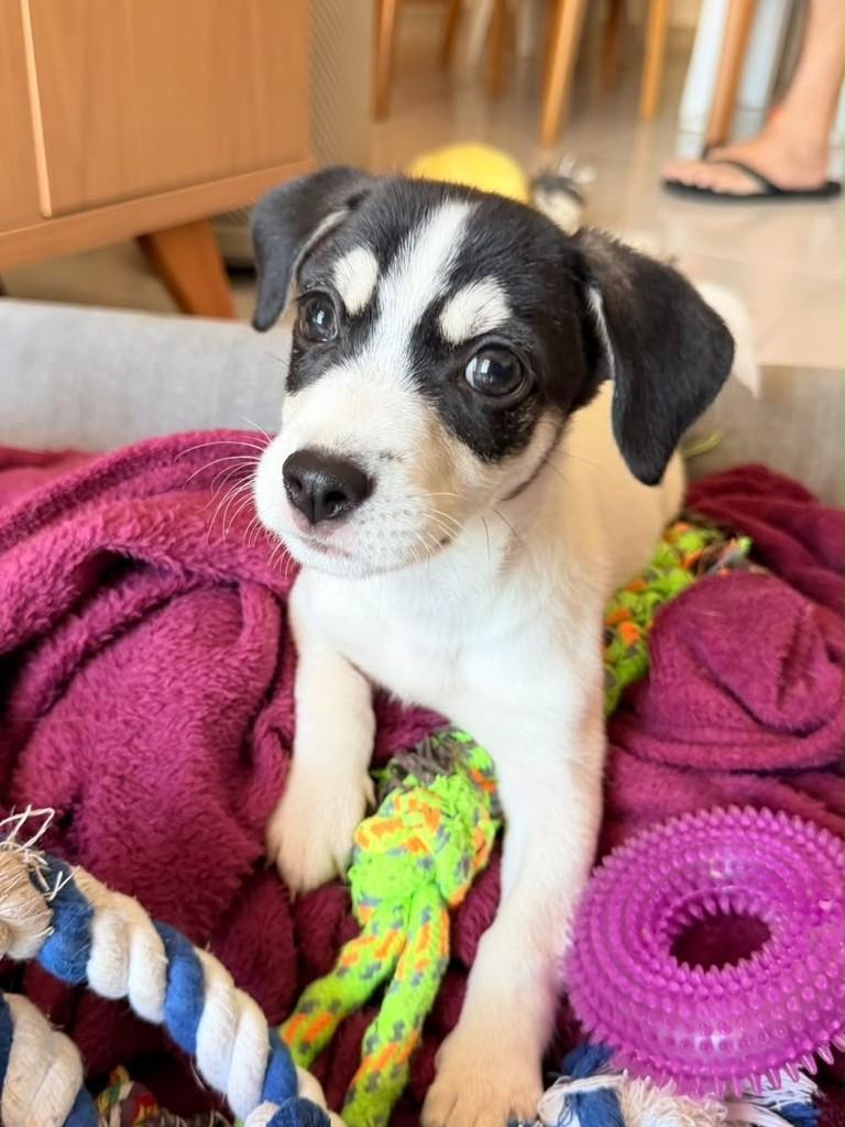 Breno, cachorro de porte médio para adoção em Campinas - SP — foto 2 de 5
