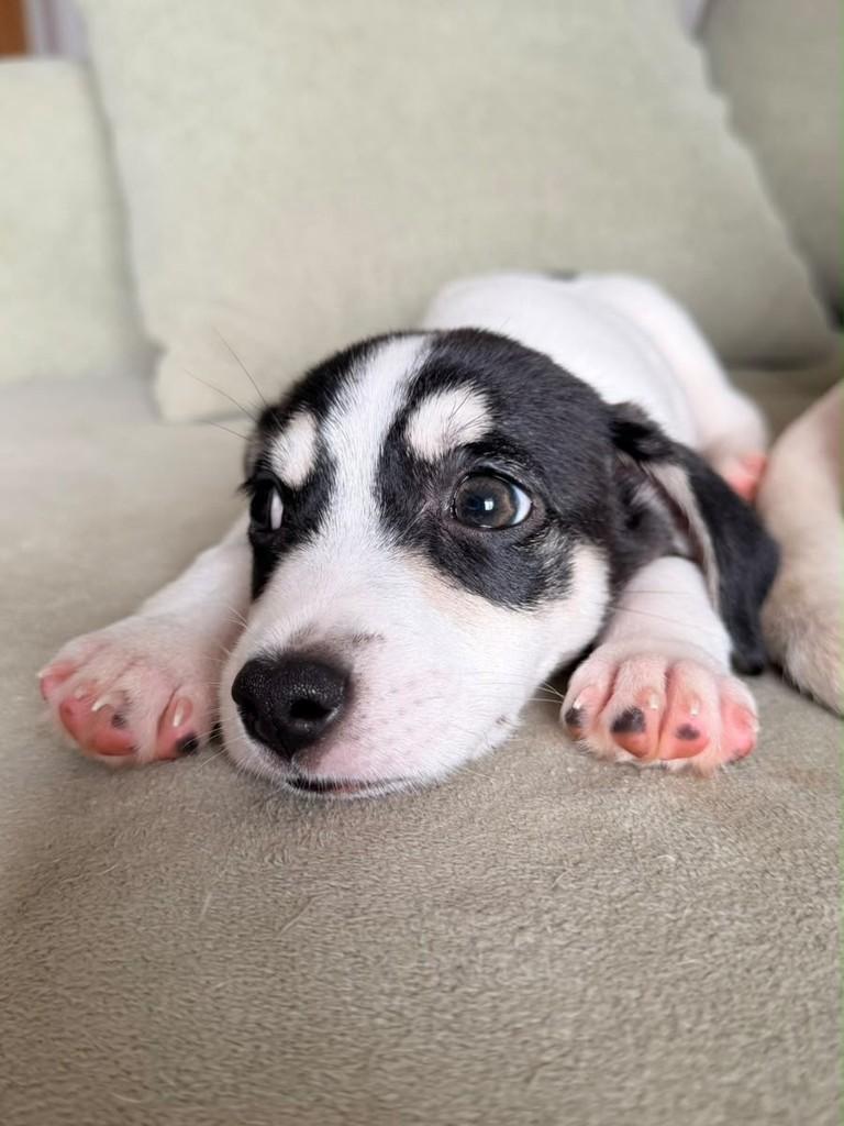 Breno, cachorro de porte médio para adoção em Campinas - SP — foto 3 de 5