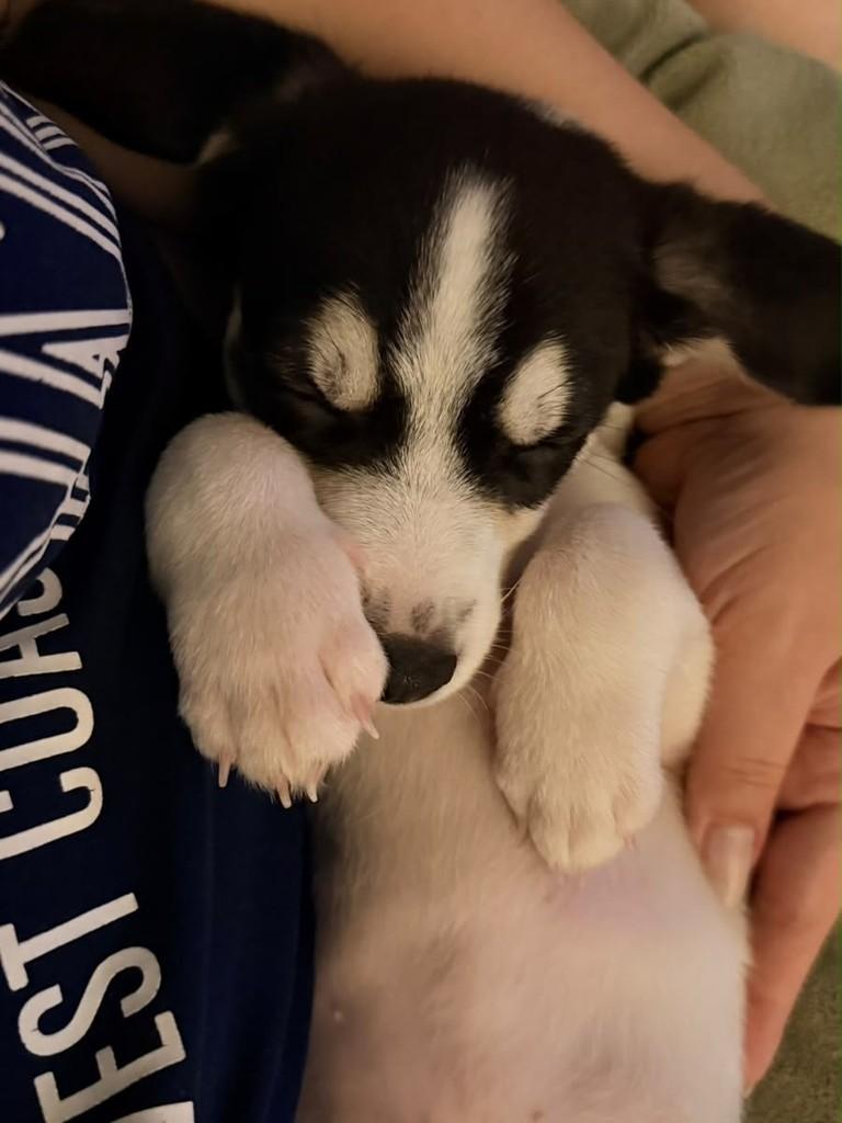 Breno, cachorro de porte médio para adoção em Campinas - SP — foto 4 de 5