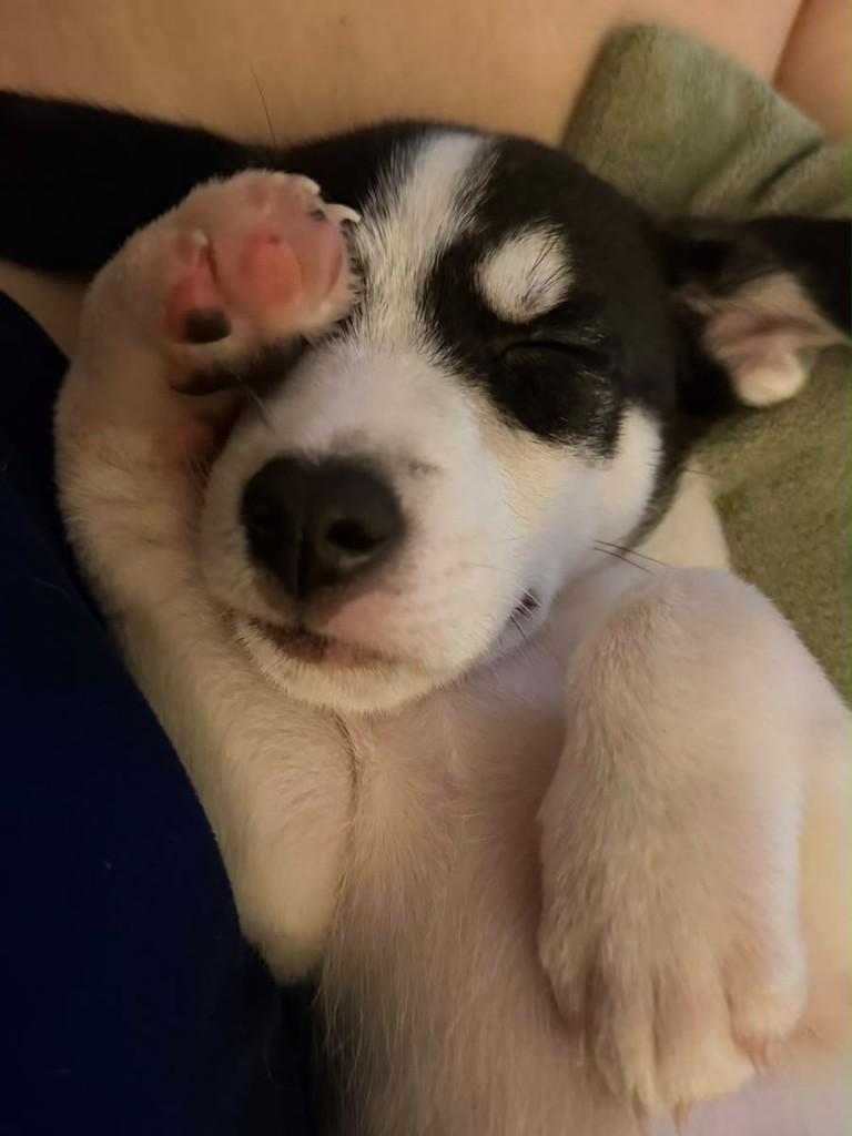 Breno, cachorro de porte médio para adoção em Campinas - SP — foto 5 de 5