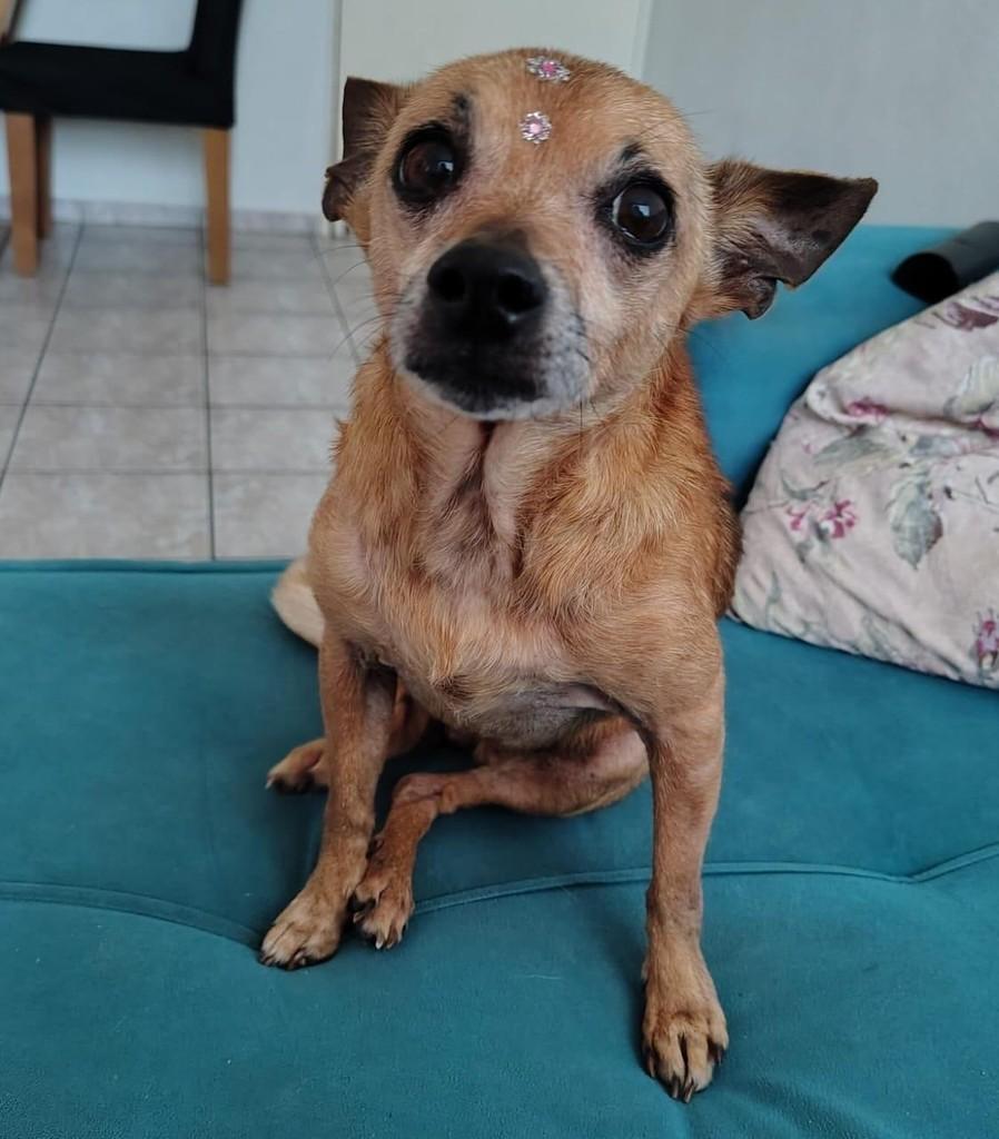 Lola, cadela de porte pequeno para adoção em Campinas - SP