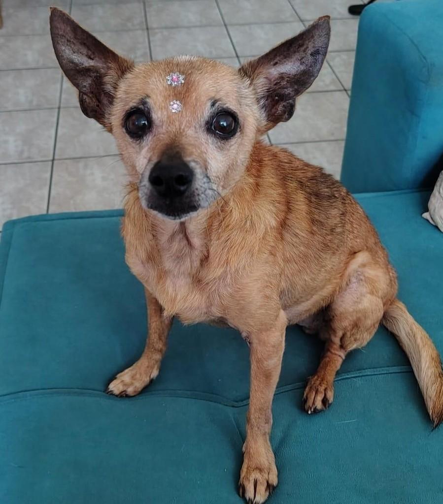 Lola, cadela de porte pequeno para adoção em Campinas - SP — foto 2 de 11
