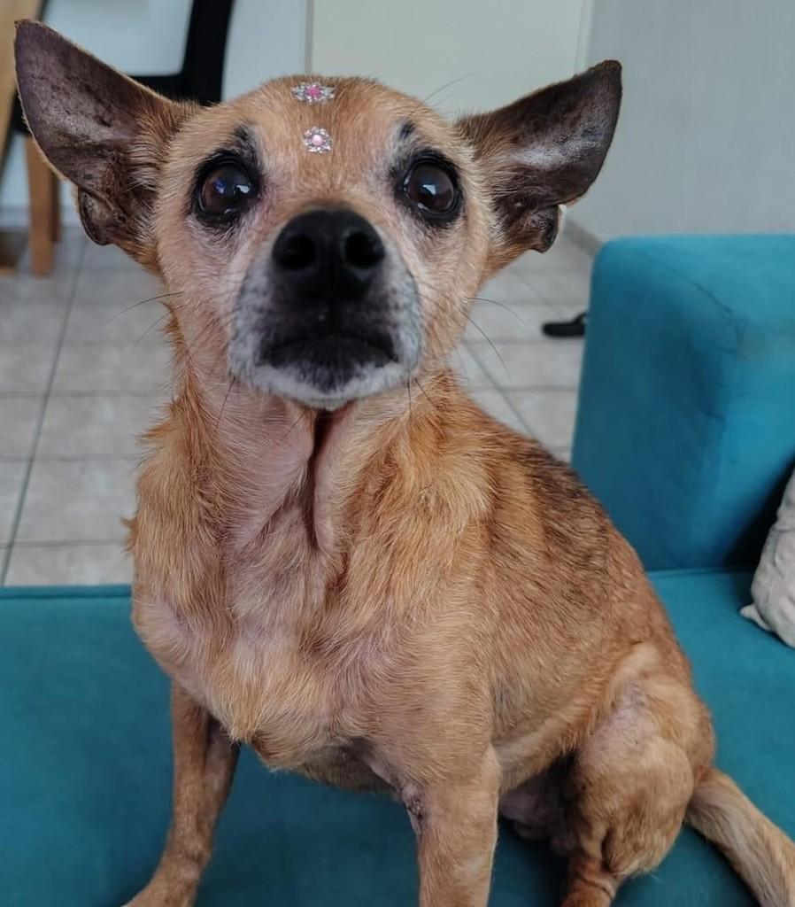 Lola, cadela de porte pequeno para adoção em Campinas - SP — foto 3 de 11
