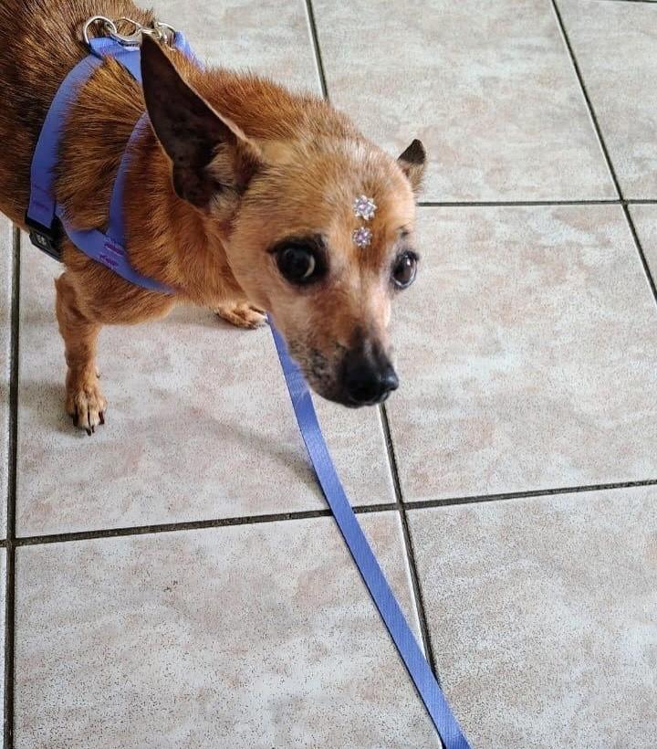Lola, cadela de porte pequeno para adoção em Campinas - SP — foto 4 de 11
