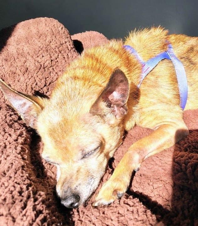 Lola, cadela de porte pequeno para adoção em Campinas - SP — foto 5 de 11
