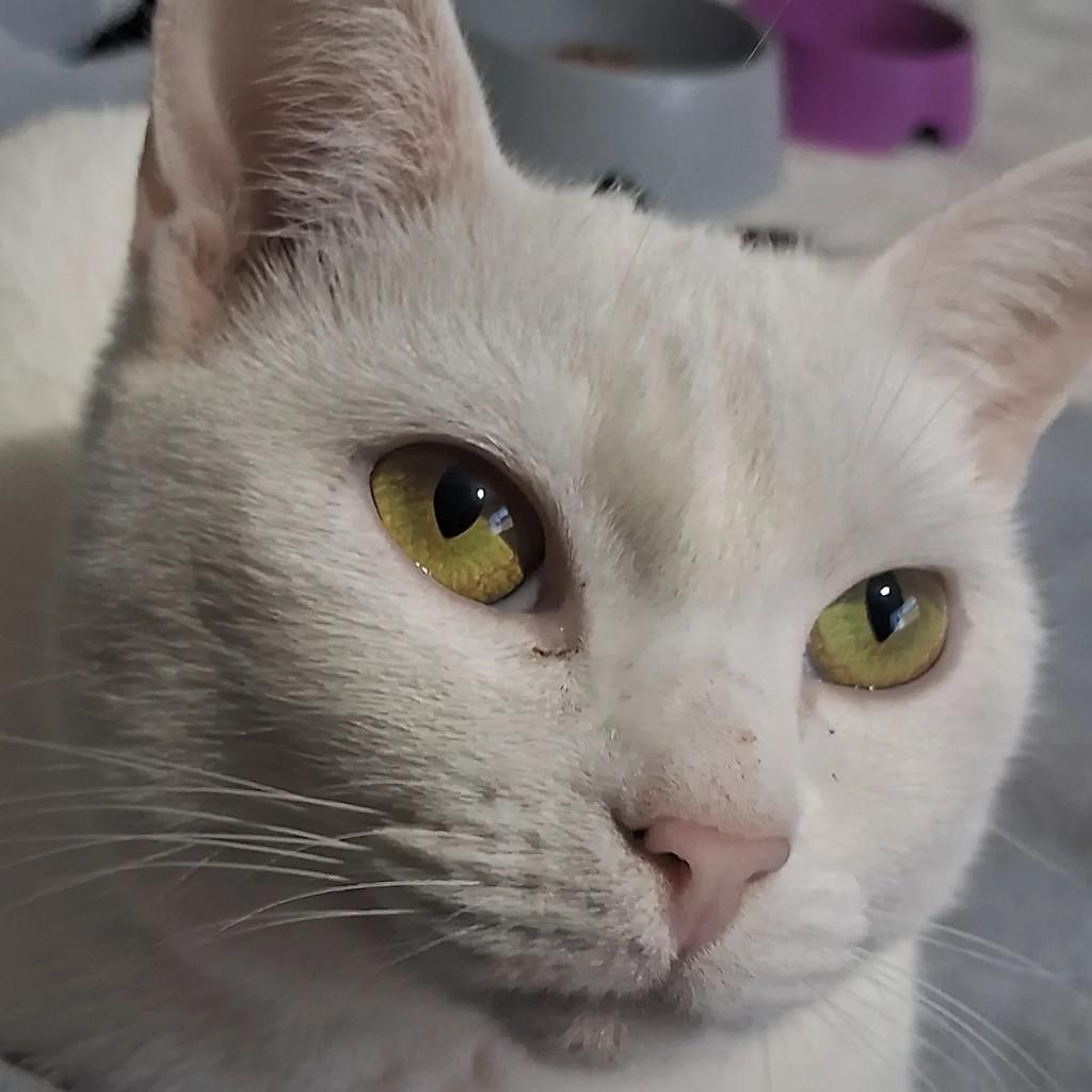 Edwiges, gata de porte pequeno para adoção em Chapecó - SC