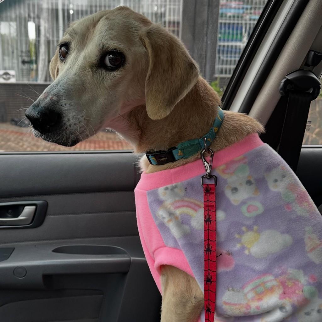 Serena, cadela de porte grande para adoção em Chapecó - SC