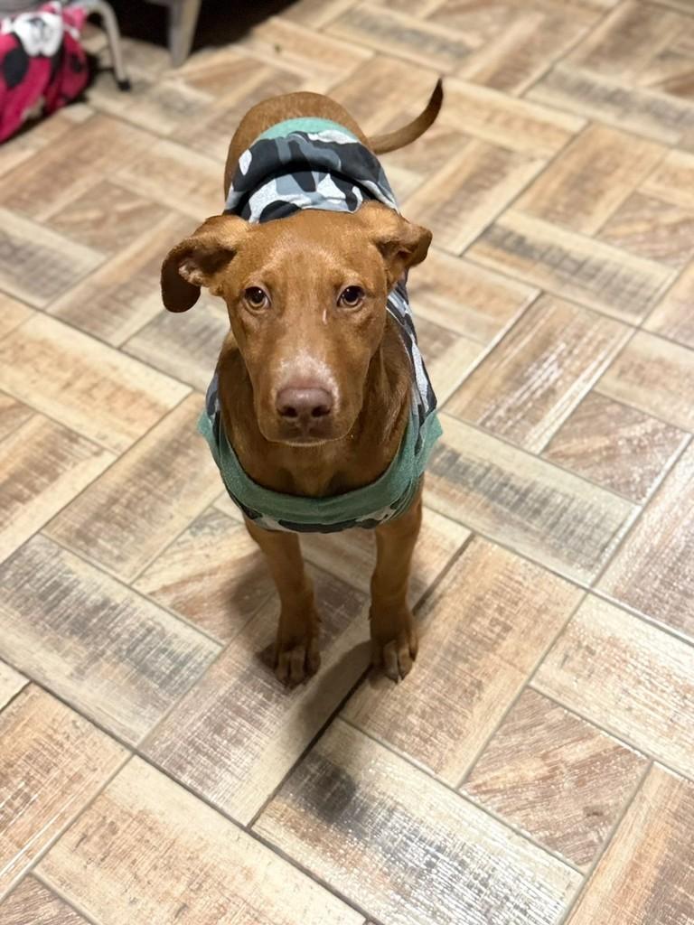 Max, cachorro de porte médio para adoção em Chapecó - SC