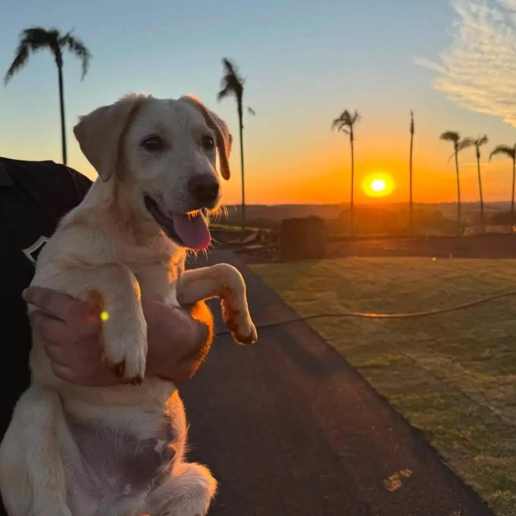 Apollo, cachorro de porte pequeno para adoção em Chapecó - SC