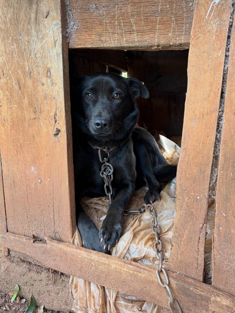 Pandora, cadela de porte médio para adoção em Chapecó - SC