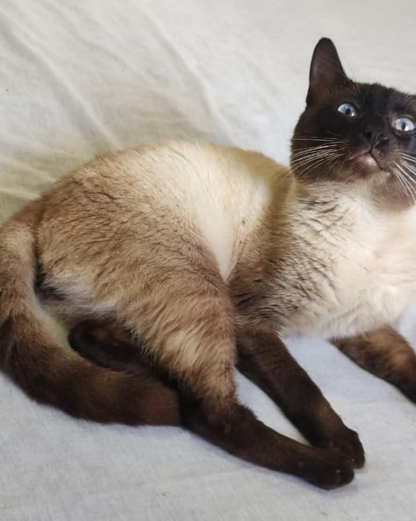 Nico, gato de porte pequeno para adoção em Chapecó - SC