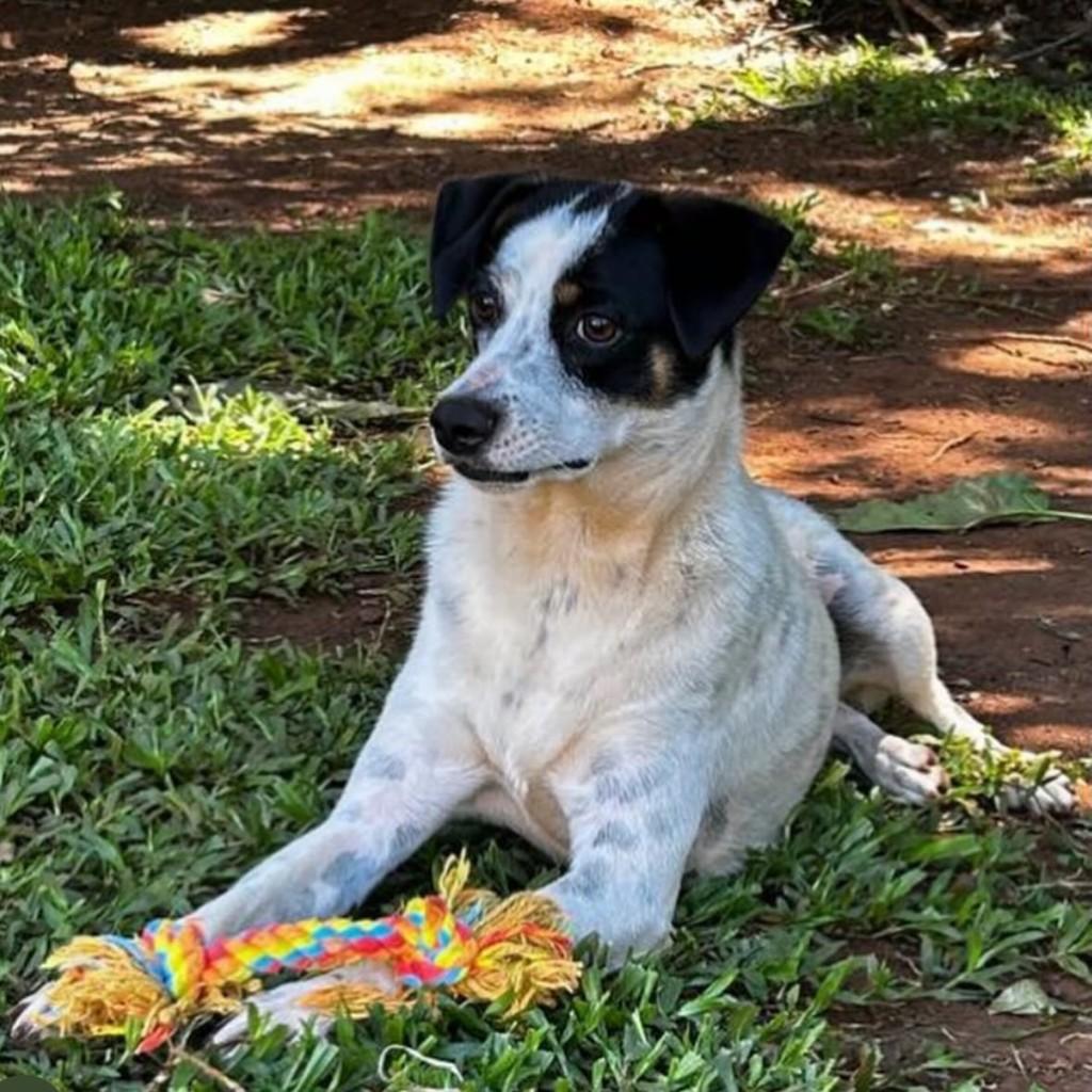 Bambina, cachorro de porte médio para adoção em Chapecó - SC — foto 2 de 5