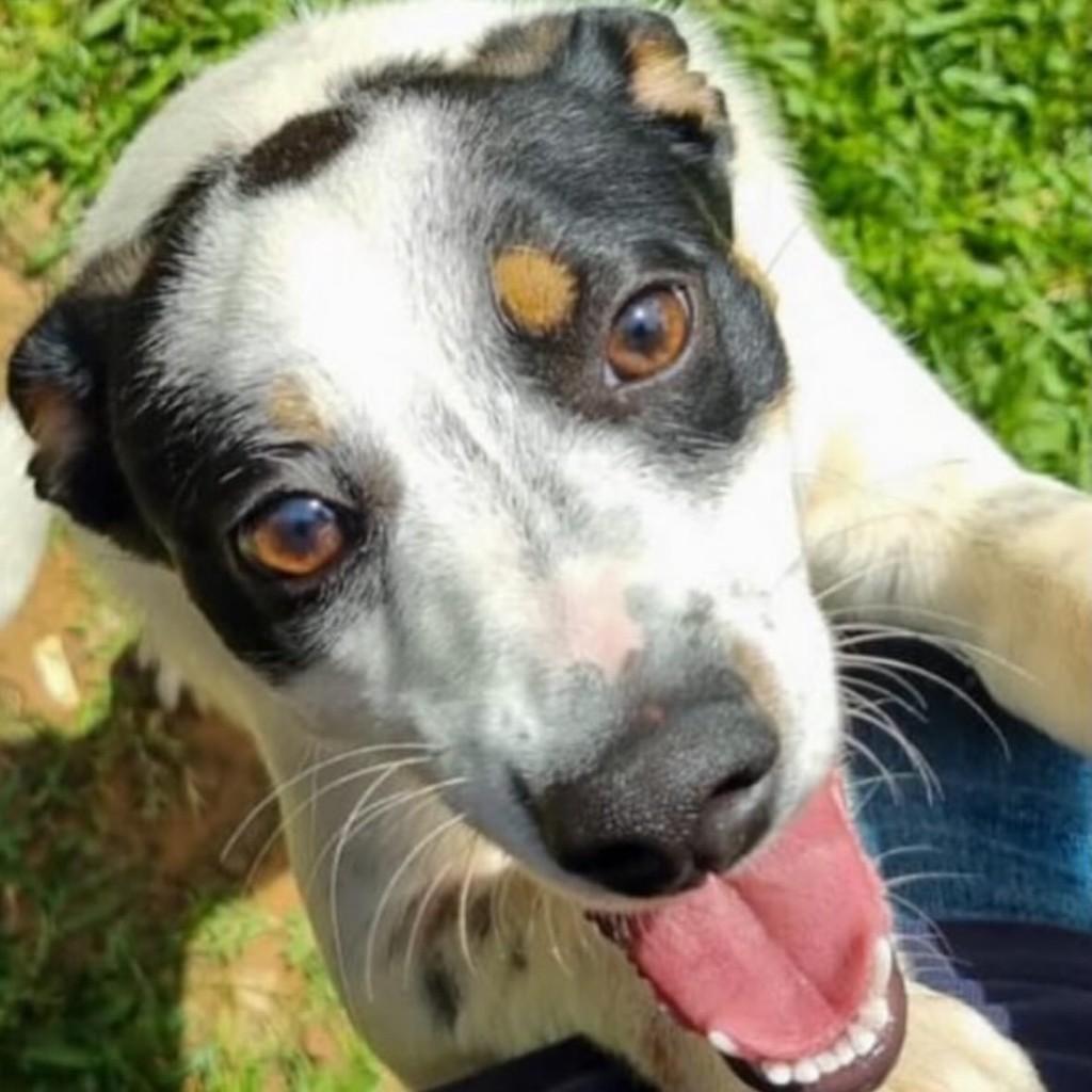 Bambina, cachorro de porte médio para adoção em Chapecó - SC — foto 4 de 5