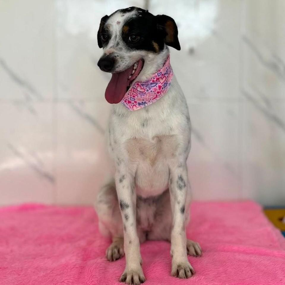 Bambina, cachorro de porte médio para adoção em Chapecó - SC — foto 5 de 5