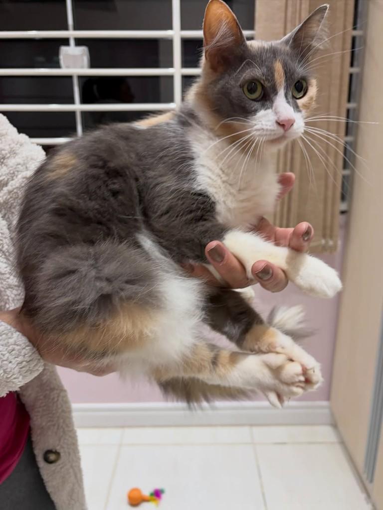 Aurora, gata de porte pequeno para adoção em Chapecó - SC