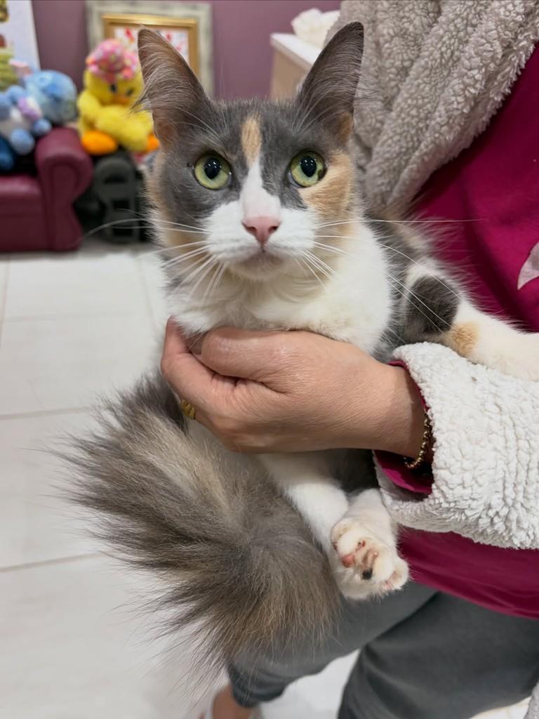 Aurora, gata de porte pequeno para adoção em Chapecó - SC — foto 2 de 5