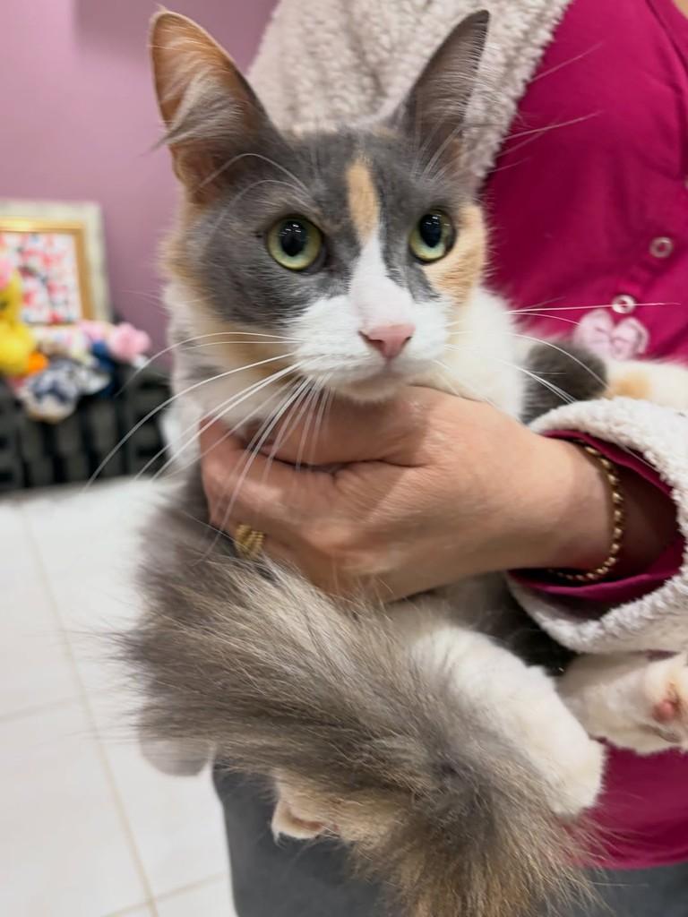 Aurora, gata de porte pequeno para adoção em Chapecó - SC — foto 3 de 5