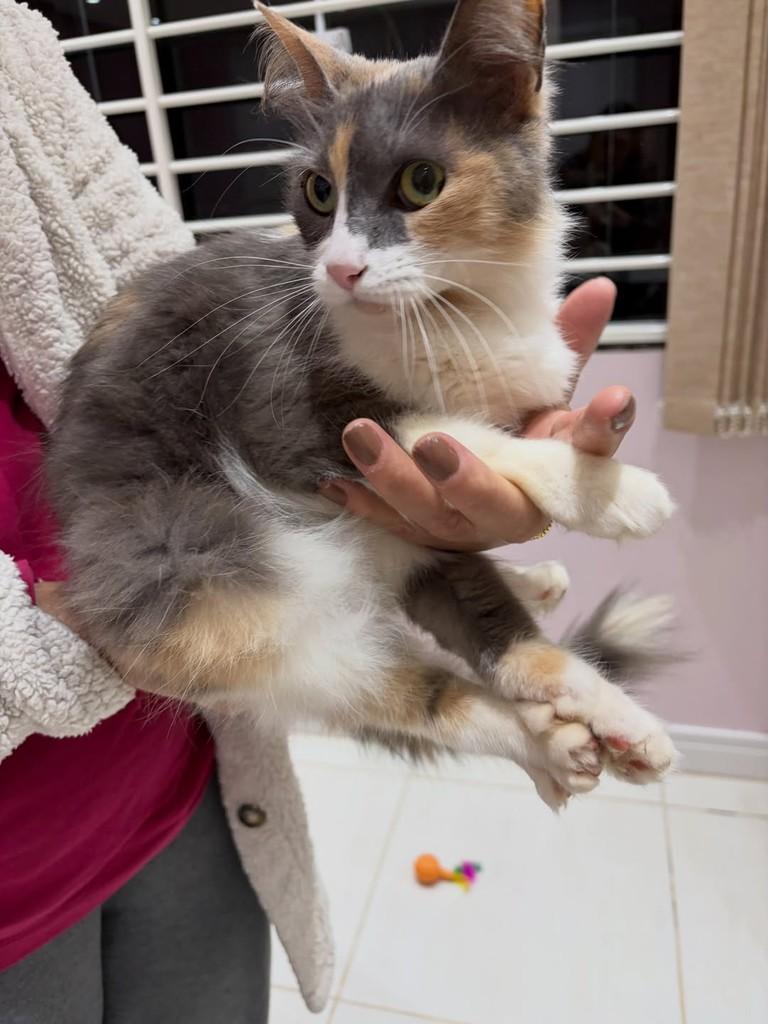 Aurora, gata de porte pequeno para adoção em Chapecó - SC — foto 4 de 5