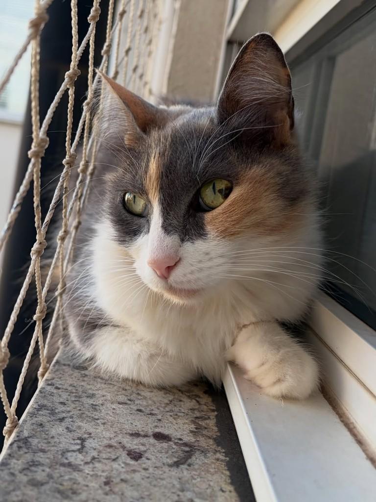 Aurora, gata de porte pequeno para adoção em Chapecó - SC — foto 5 de 5