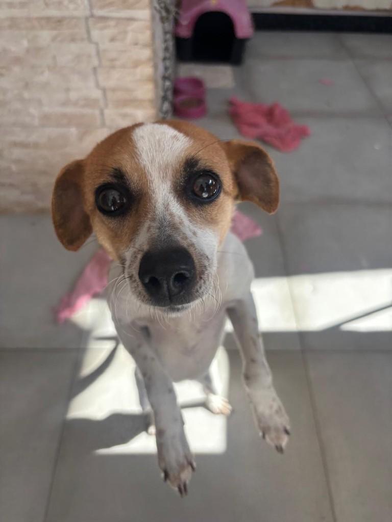 Pipoca, cadela de porte pequeno para adoção em Chapecó - SC