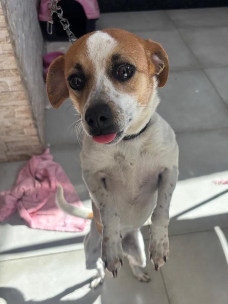 Pipoca, cadela de porte pequeno para adoção em Chapecó - SC — foto 2 de 4