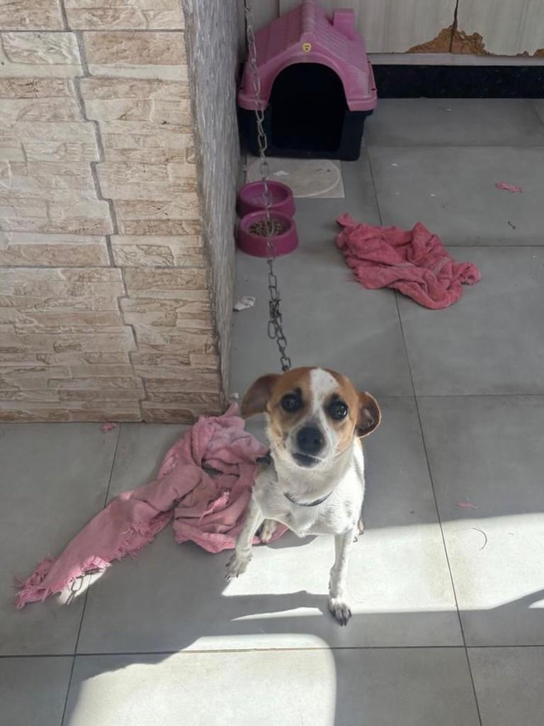 Pipoca, cadela de porte pequeno para adoção em Chapecó - SC — foto 3 de 4