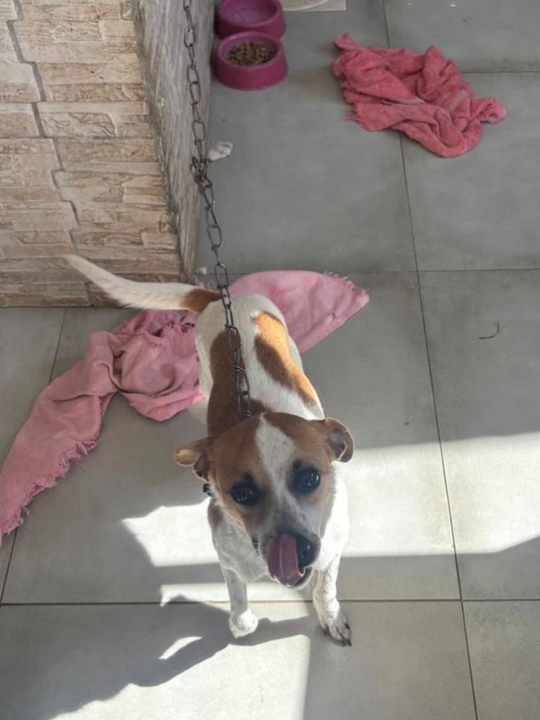 Pipoca, cadela de porte pequeno para adoção em Chapecó - SC — foto 4 de 4