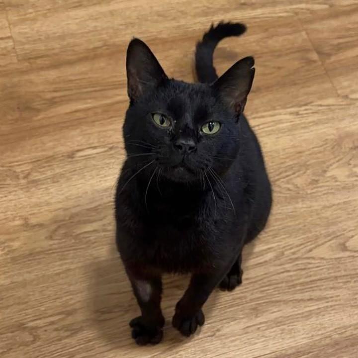Milton, gato de porte pequeno para adoção em Chapecó - SC