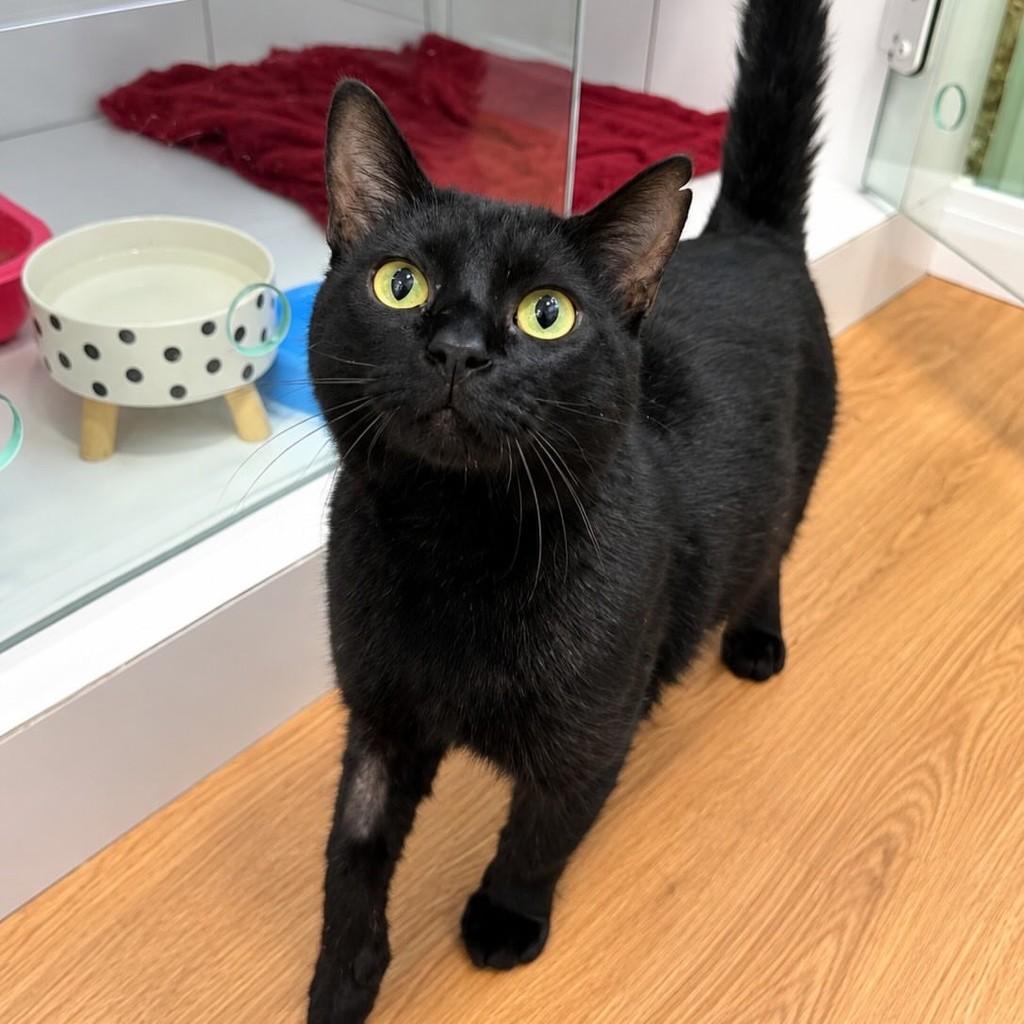 Milton, gato de porte pequeno para adoção em Chapecó - SC — foto 2 de 6