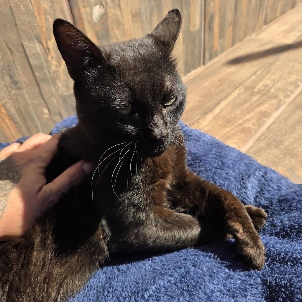 Milton, gato de porte pequeno para adoção em Chapecó - SC — foto 3 de 6