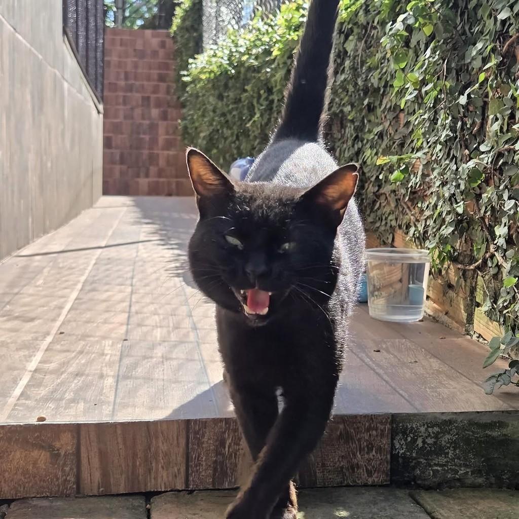 Milton, gato de porte pequeno para adoção em Chapecó - SC — foto 4 de 6